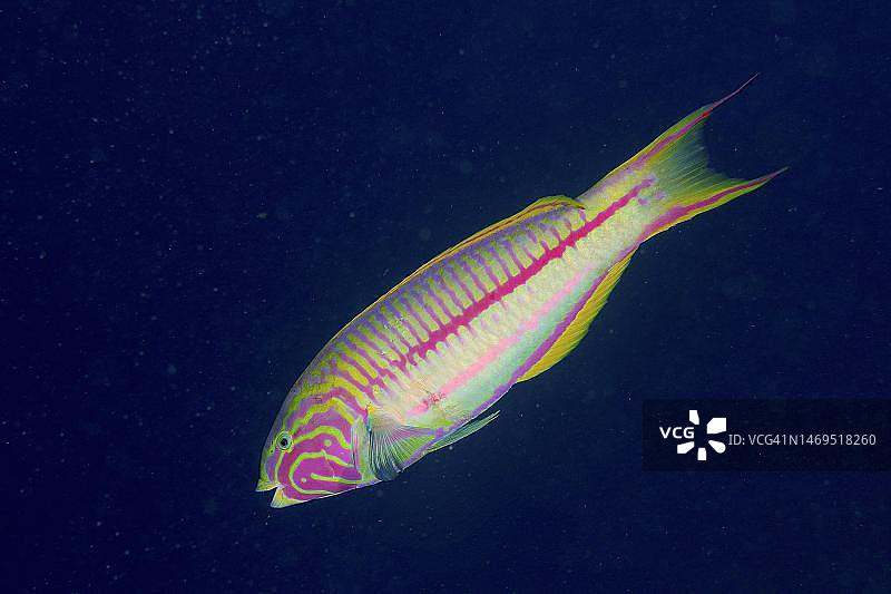 吕佩尔海猪鱼，位于埃及红海El Quesir的House Reef Mangrove Bay潜水点图片素材