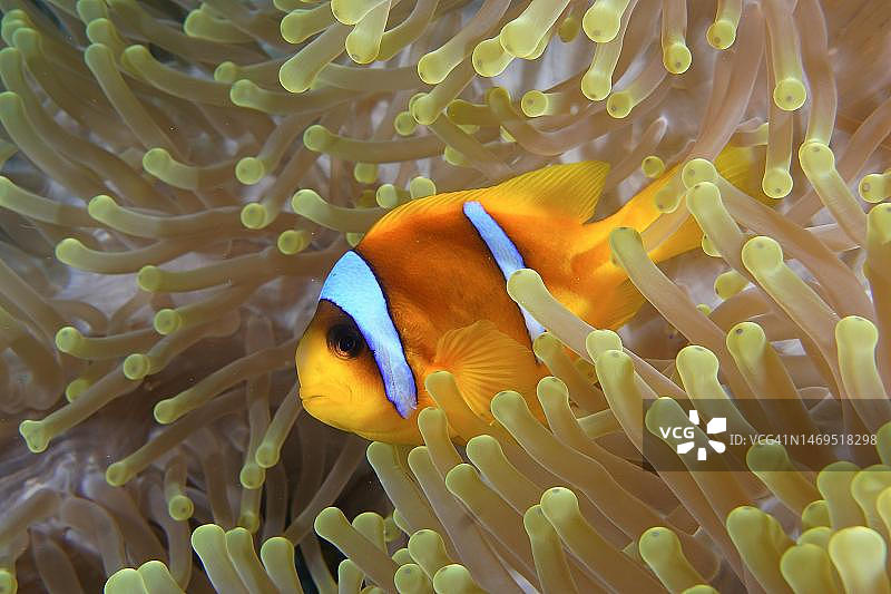 红海双带小丑鱼与壮丽海葵，代达罗斯礁潜水点，埃及红海图片素材