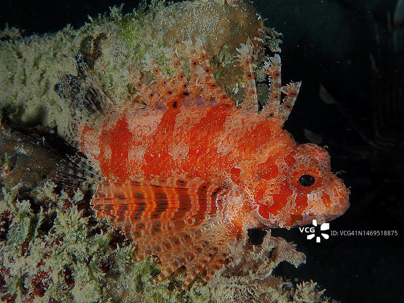 红海矮狮子鱼，埃及红海图片素材