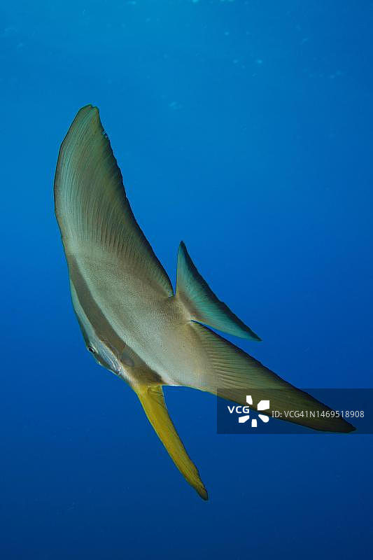 圆形蝙蝠鱼幼鱼，纯蓝色背景，可放生。地点：埃及西奈半岛红海Thistlegorm沉船潜水点图片素材