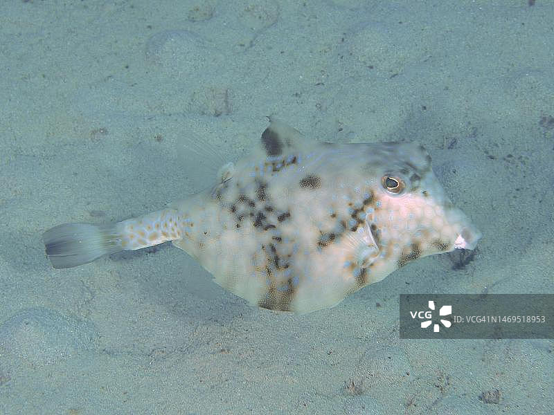 箱鲀，红海，埃及图片素材