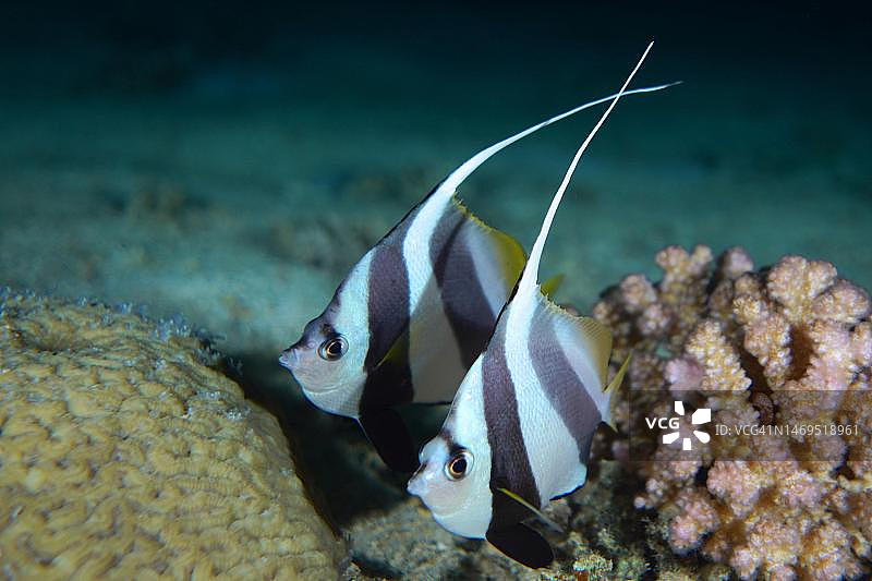 埃及西奈蒂朗海峡戈登礁潜水点的一对燕鱼图片素材