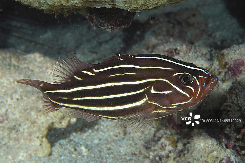 六线皂鱼，红海，埃及图片素材