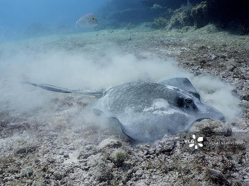 正在觅食的美国赤魟图片素材