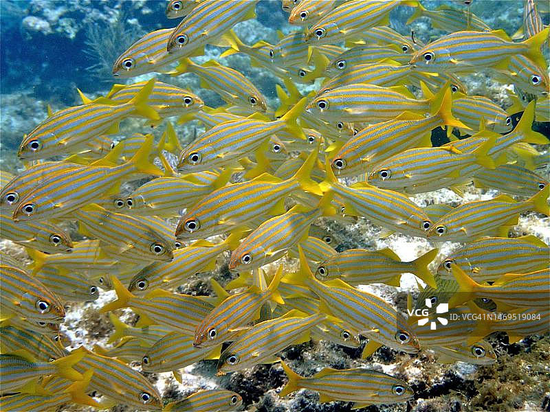 小口石鲈鱼群，美国佛罗里达州礁岛群约翰彭尼坎普珊瑚礁州立公园潜水点图片素材