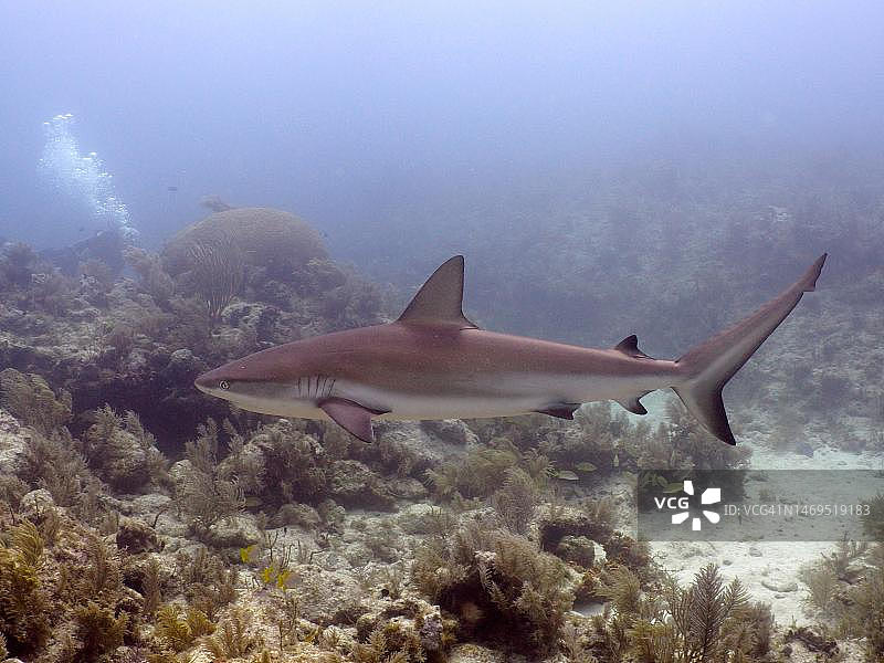加勒比礁鲨，约翰·彭尼坎普珊瑚礁州立公园潜水点，拉戈岛礁，佛罗里达群岛，佛罗里达州，美国图片素材