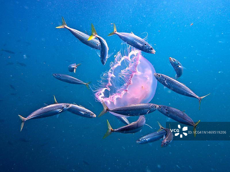一群鱼吃水母，美国佛罗里达州墨西哥湾图片素材