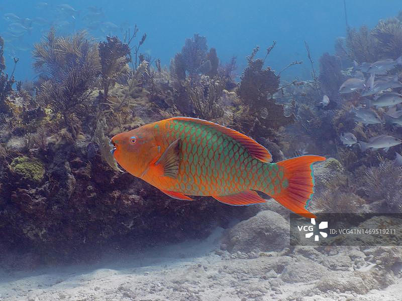 鹦鹉鱼 (Scarus guacamaia)，美国佛罗里达州礁群国家公园潜水点图片素材