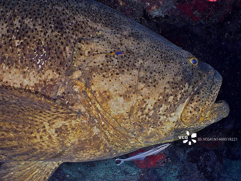 大西洋巨石斑鱼(Epinephelus itajara)夜间特写,美国佛罗里达州礁石州立公园潜水点图片素材