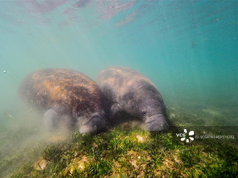 美国佛罗里达州水晶河中吃草的2只西印度海牛样本图片素材