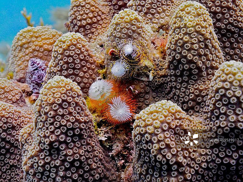 石珊瑚上的圣诞树蠕虫，位于美国佛罗里达州约翰·彭尼坎普珊瑚礁州立公园潜水点图片素材