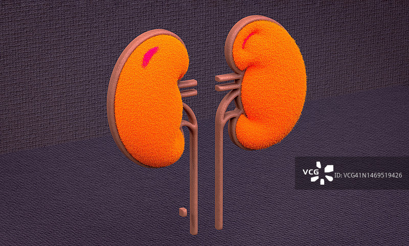 3D肾脏计算机生成插图图片素材