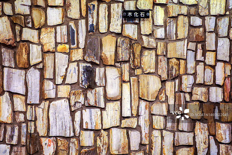 树木化石图片素材