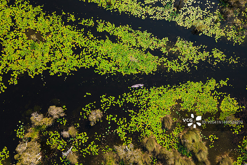 游客在红树林中划皮划艇的航拍景观图片素材