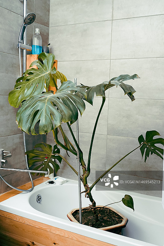 正在清洗的室内植物图片素材