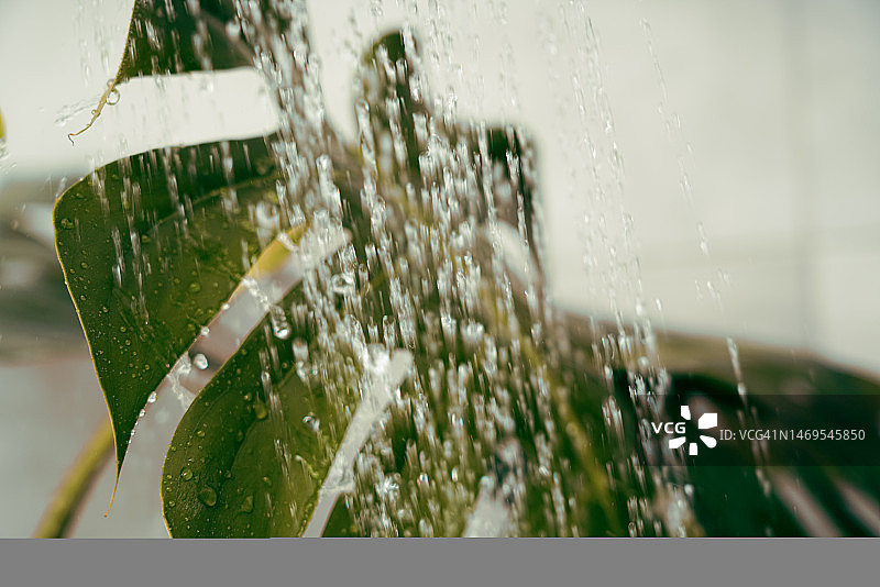 正在清洗的室内植物图片素材