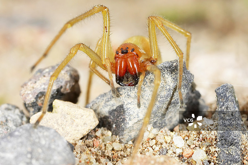 黄囊蜘蛛/Cheiracanthium punctorium（德国：Dornfinger）-勃兰登堡/德国图片素材