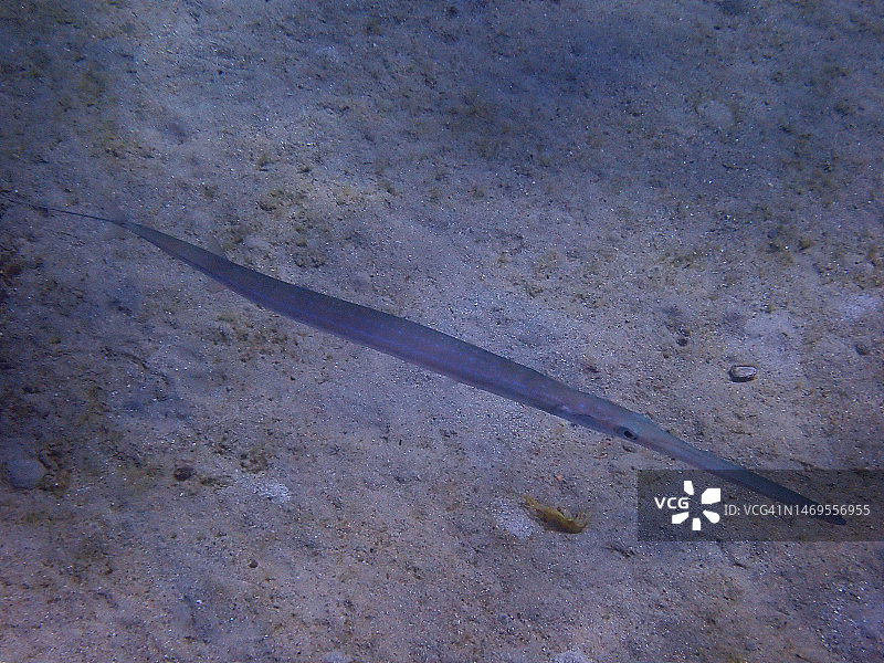 蓝点马鞭鱼图片素材