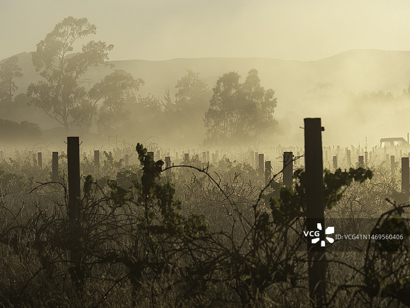 葡萄园的清晨图片素材