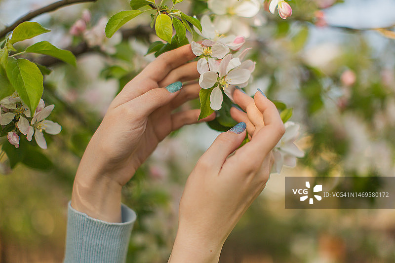 女士的手，美甲，白色花朵，春天图片素材