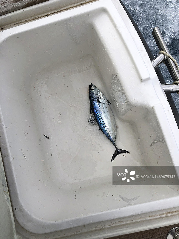 金枪鱼图片素材