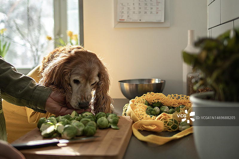 在厨房里和乞讨的狗在一起的男人图片素材
