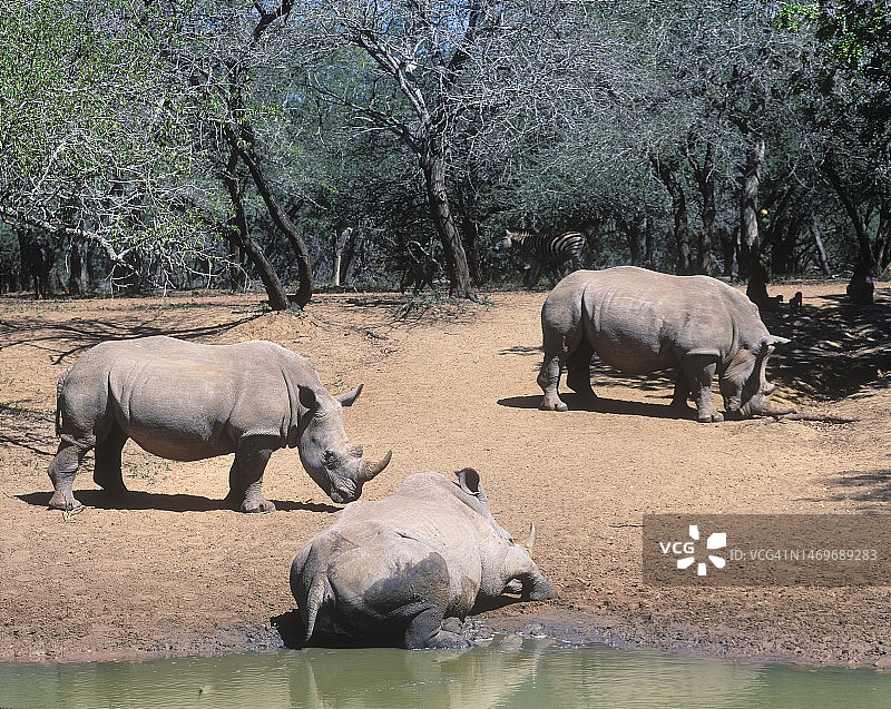 三只白色犀牛图片素材
