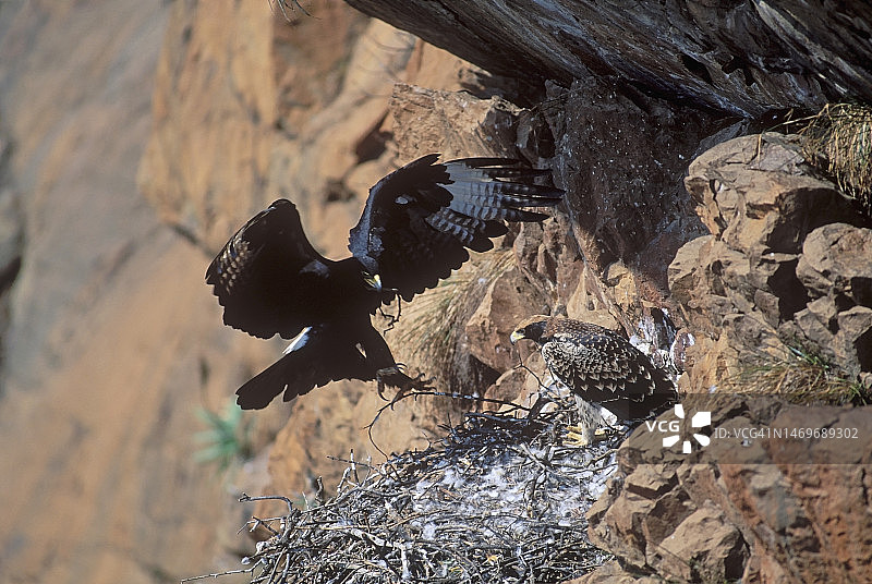 非洲黑雕，又名非洲鵰图片素材