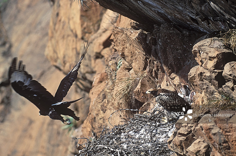 非洲黑雕，又名非洲鵰图片素材