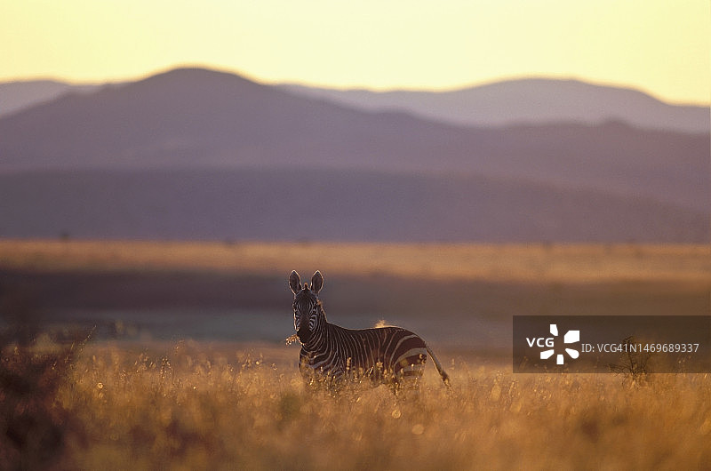 晨光中的山斑马图片素材
