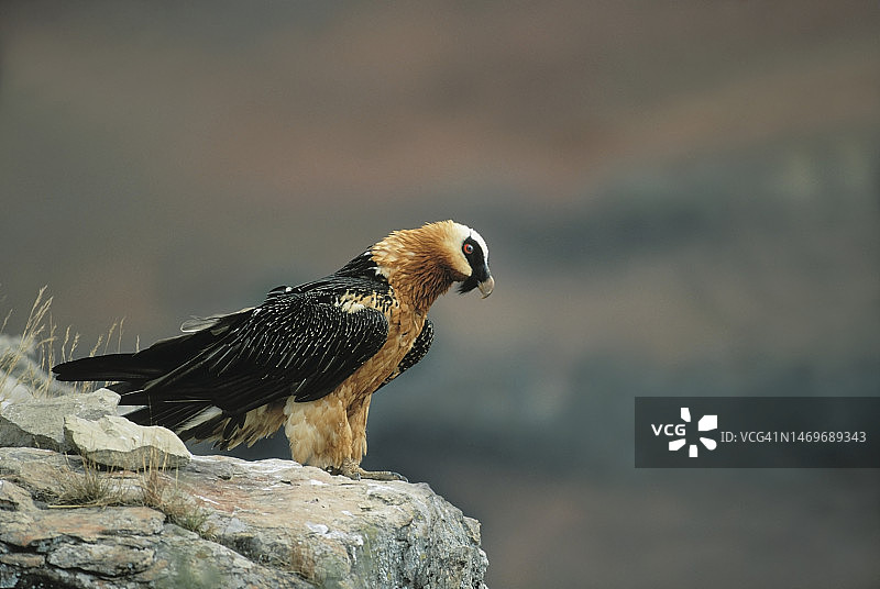 胡兀鹫图片素材