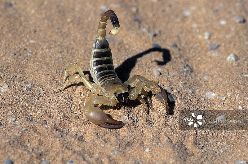 肥尾蝎图片素材