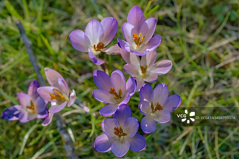 精灵番红花图片素材