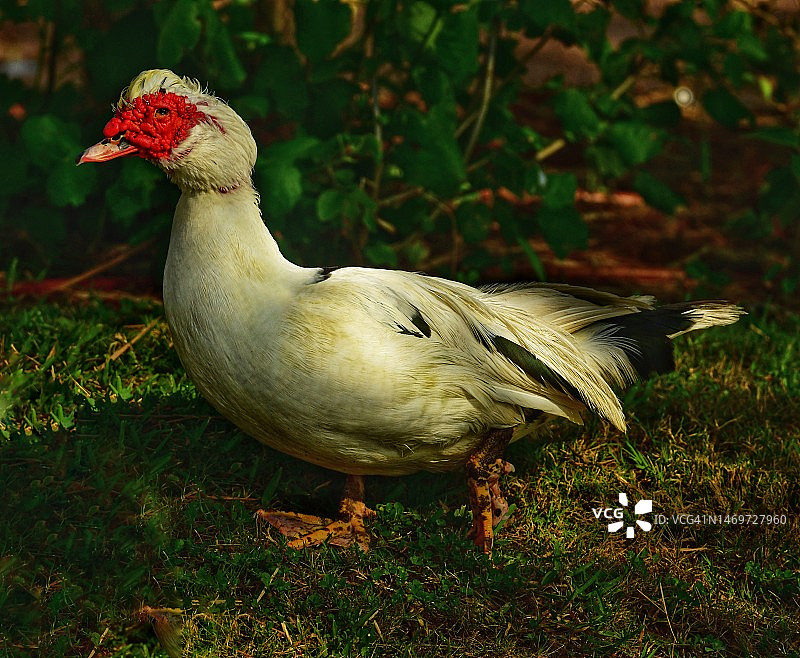 美国德克萨斯州斑驳光影中的野生番鸭图片素材