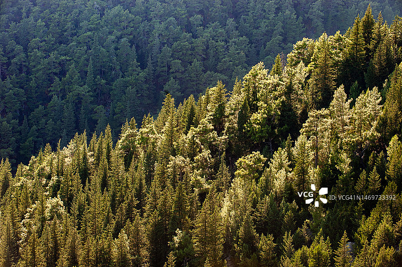 柏树红杉混交林图片素材