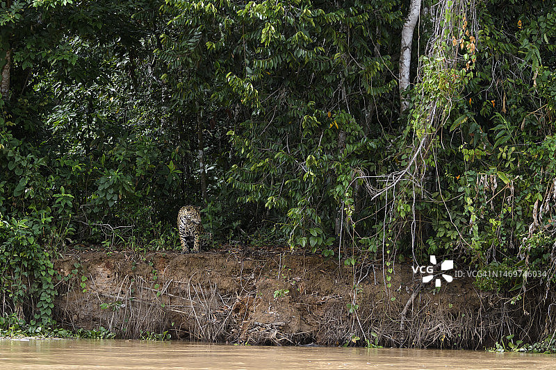 美洲虎（Panthera onca）在潘塔纳尔库亚巴河河岸图片素材