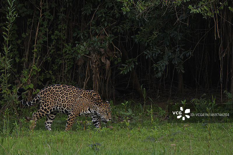 潘塔纳尔库亚巴河的美洲豹图片素材