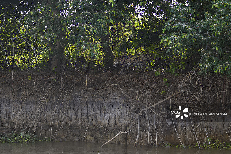潘塔纳尔库亚巴河的美洲豹图片素材