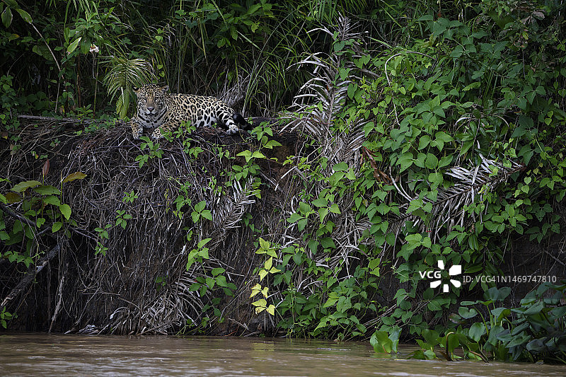 美洲虎（Panthera onca）在库亚巴河畔休息，潘塔纳尔图片素材