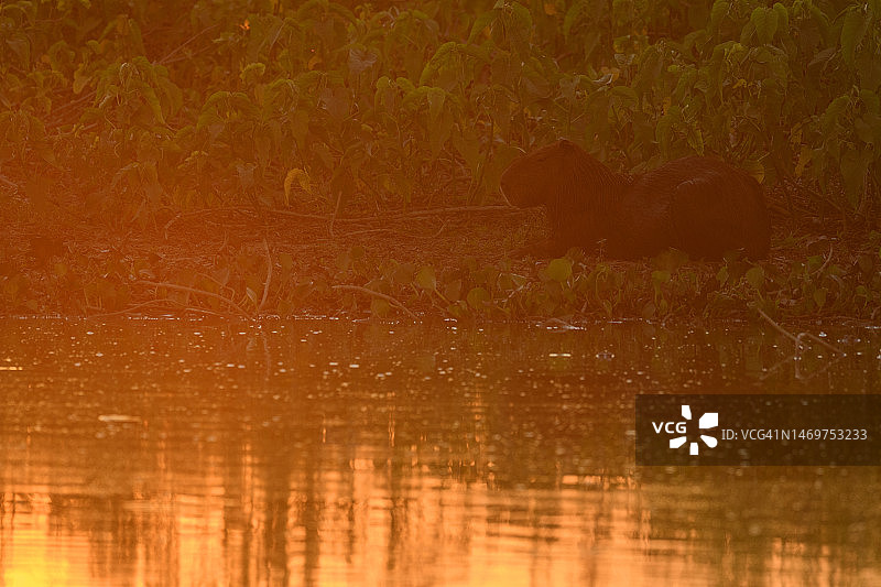 夕阳下的潘塔纳尔湿地水豚图片素材