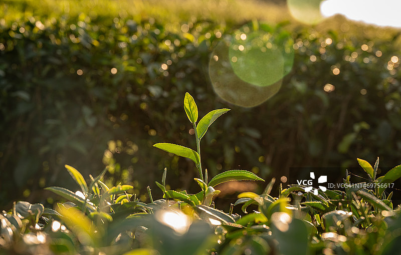 种植在种植园里的新鲜茶叶。图片素材