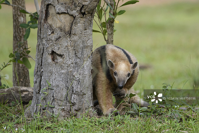 潘塔纳尔的南部小食蚁兽图片素材