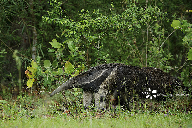 潘塔纳尔草原上的大食蚁兽（Myrmecophaga tridactyla）图片素材