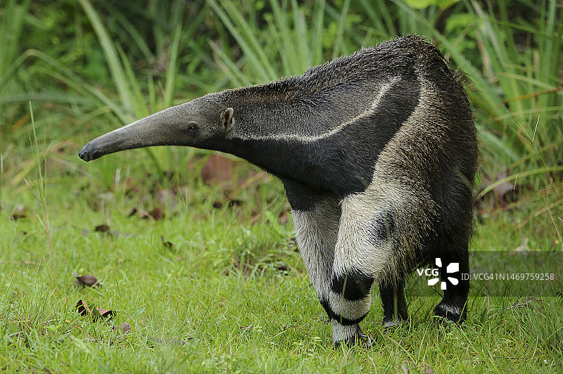 潘塔纳尔草原上的大食蚁兽（Myrmecophaga tridactyla）图片素材