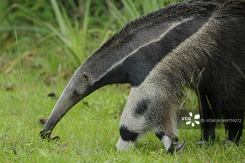 潘塔纳尔草原上的大食蚁兽（Myrmecophaga tridactyla）图片素材