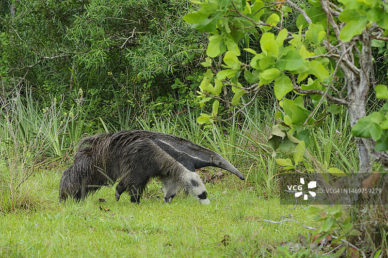 潘塔纳尔草原上的大食蚁兽（Myrmecophaga tridactyla）图片素材