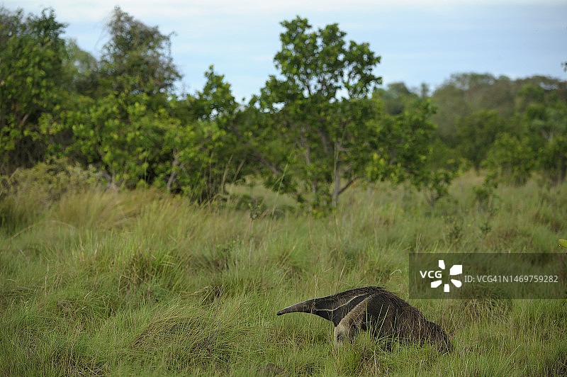 潘塔纳尔草原上的大食蚁兽（Myrmecophaga tridactyla）图片素材