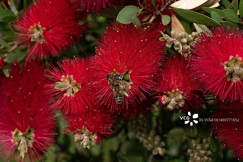 阳光明媚的日子里，公园里的红千层在春天盛开。蜜蜂飞来采集花粉，为树枝上盛开的红色花朵授粉。特写，选择性聚焦。美丽的屏幕保护程序，自然背景。环境保护图片素材