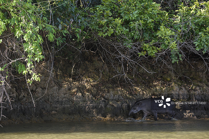 巴西貘（南美貘）图片素材