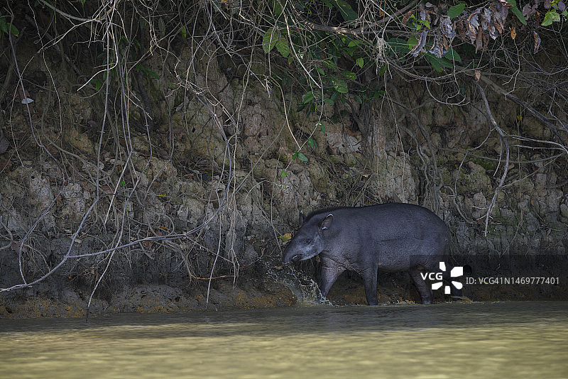 巴西貘（南美貘）图片素材